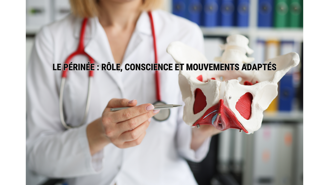 LE PÉRINÉE DES FEMMES : RÔLE, CONSCIENCE ET MOUVEMENTS ADAPTÉS