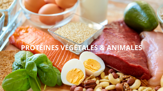 LES PROTÉINES VÉGÉTALES ET ANIMALES